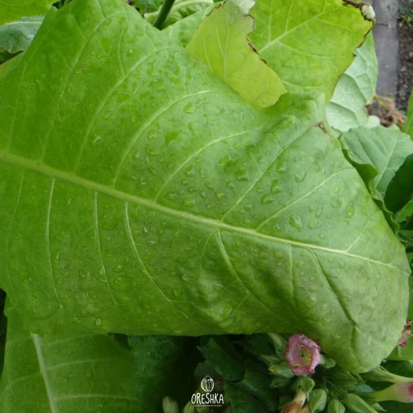 Baiano Nicotiana Seeds