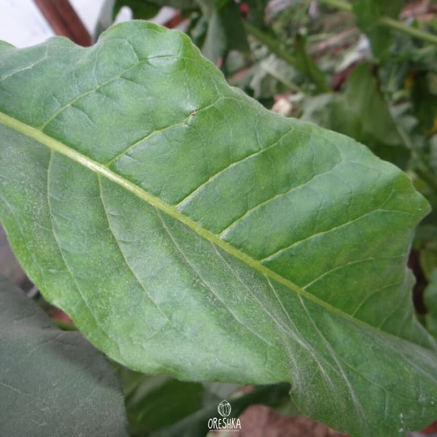Tobacco Papante Seeds