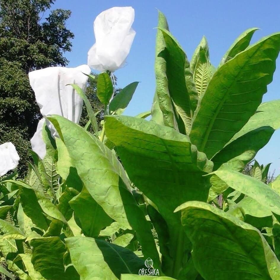 Tobacco Jubilee new 142 Seeds