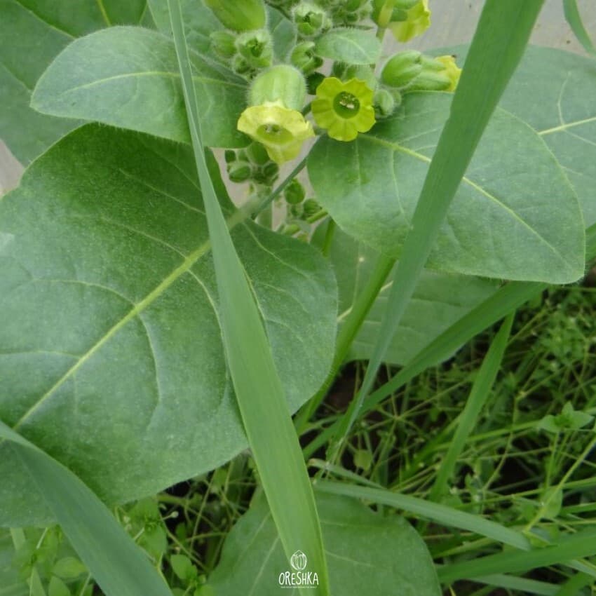 Bakun 46 Nicotiana Seeds