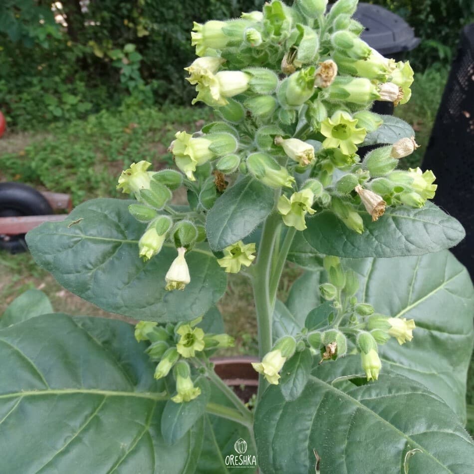 Sacred Wyandot Nicotiana Seeds