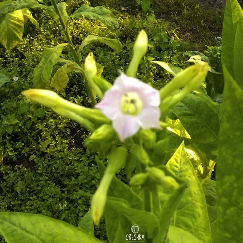 Tobacco Ostrolist Seeds