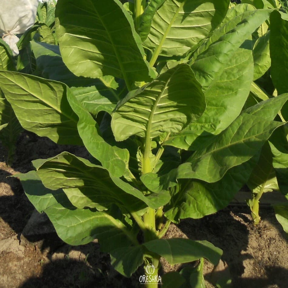 Samsun Abk 135 Nicotiana Seeds