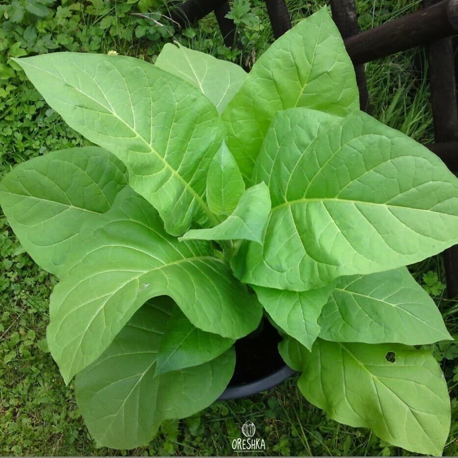 Kentucky Burley Nicotiana Seeds
