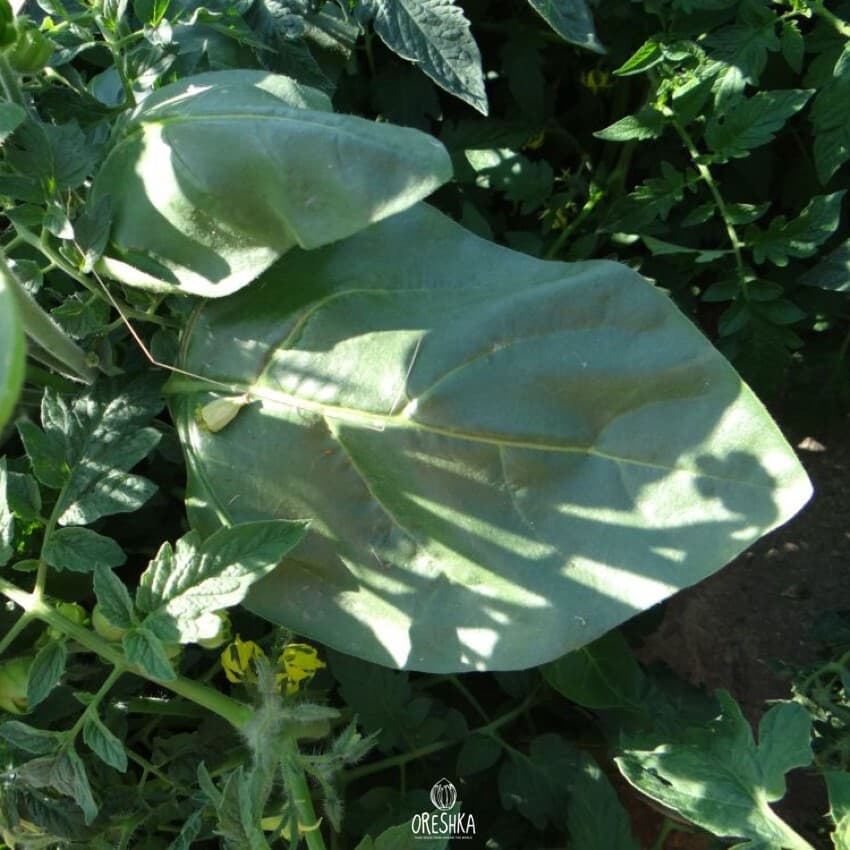 Voronezh #3 Nicotiana Seeds