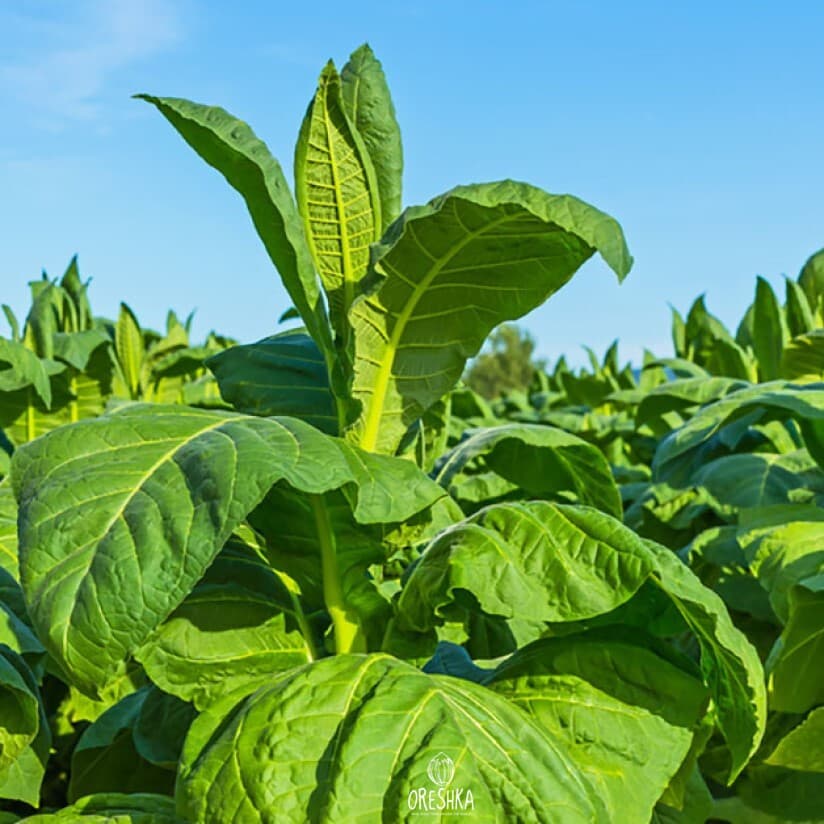 Tobacco Latakia Seeds
