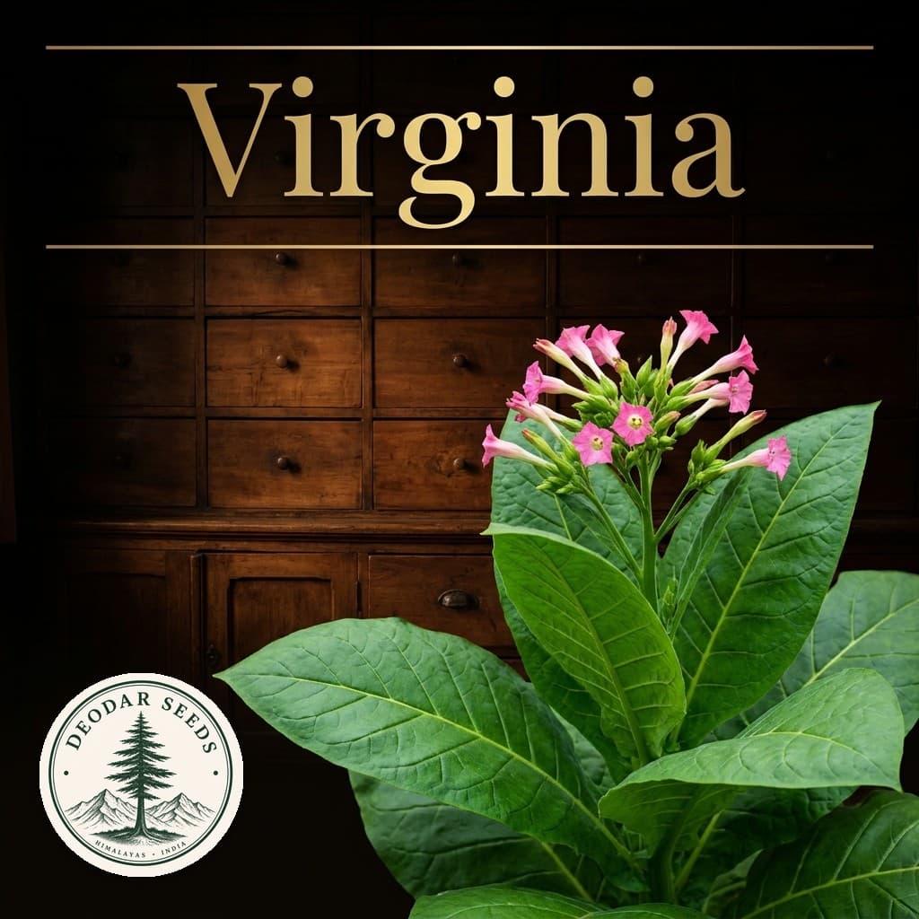 Virginia Nicotiana Seeds — AI-generated kit illustration