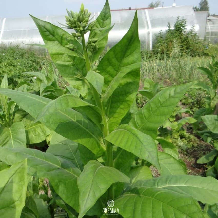 Turkish Ushakov Nicotiana Seeds