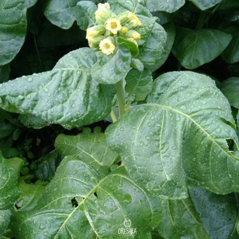 Tobacco Shag Sultan of Albania Seeds