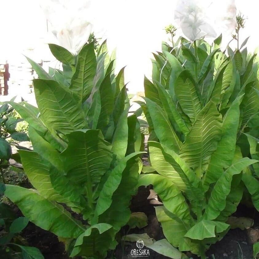 Tobacco Jaffna Germany Seeds