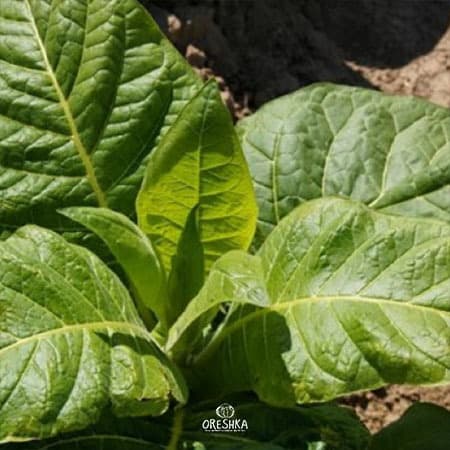 Serebryanka Nicotiana Seeds