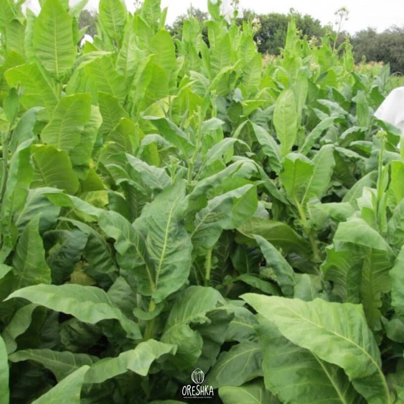 Piłsudski Nicotiana Seeds