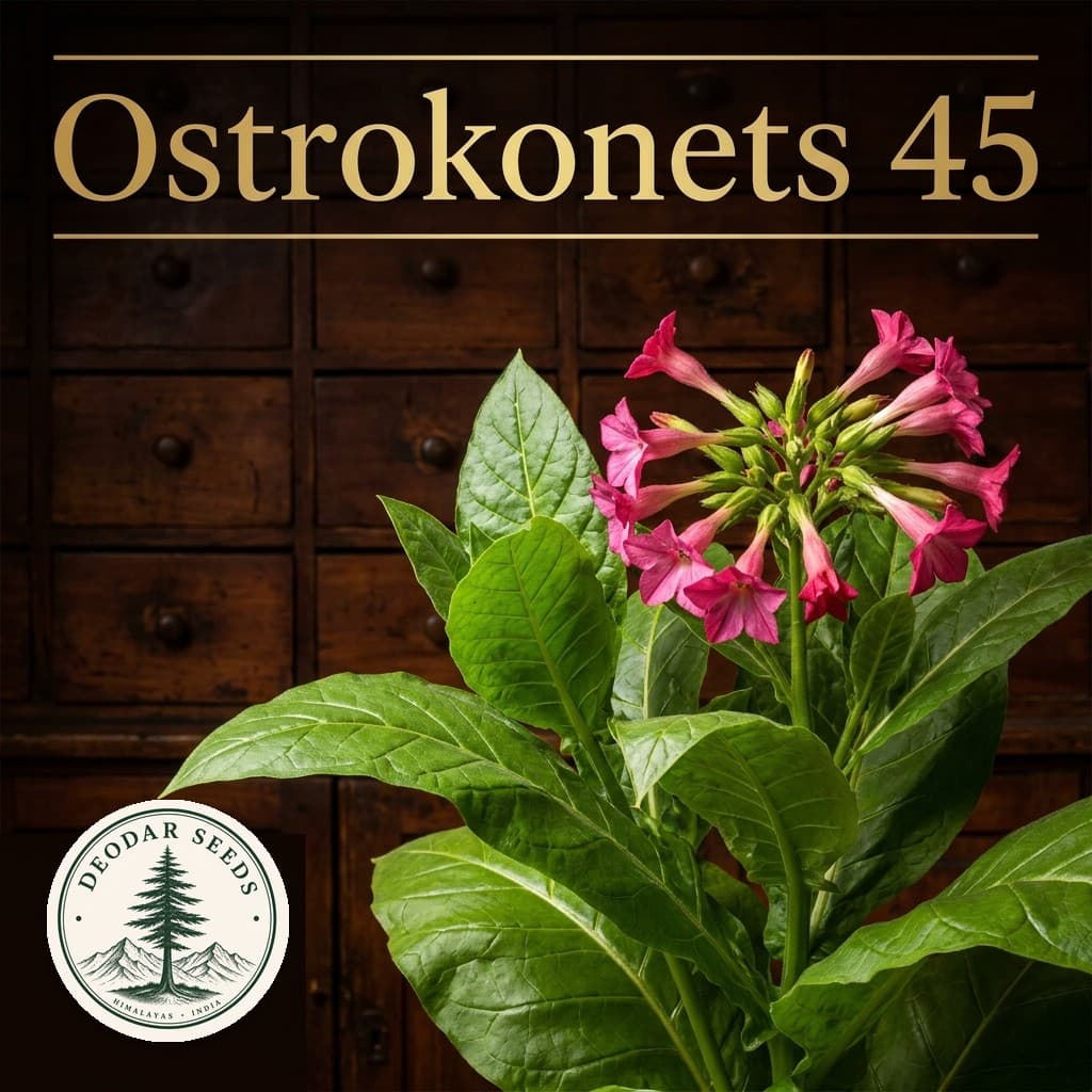 Ostrokonets 45 Nicotiana Seeds — AI-generated kit illustration