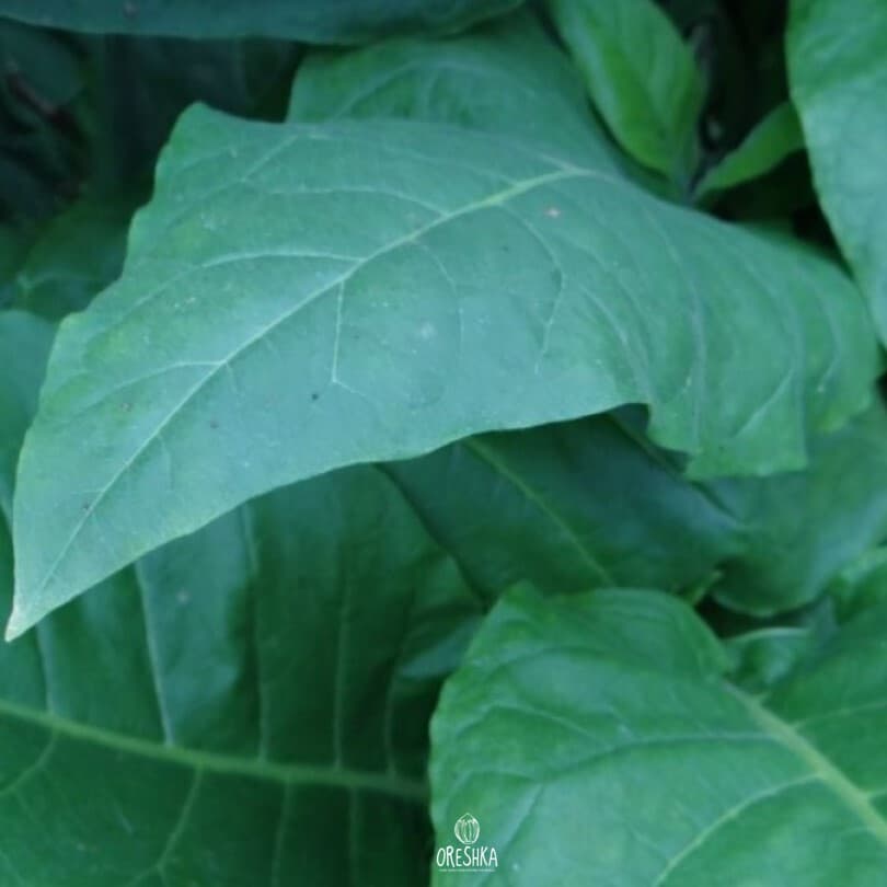 Prilukskiy 75 Nicotiana Seeds