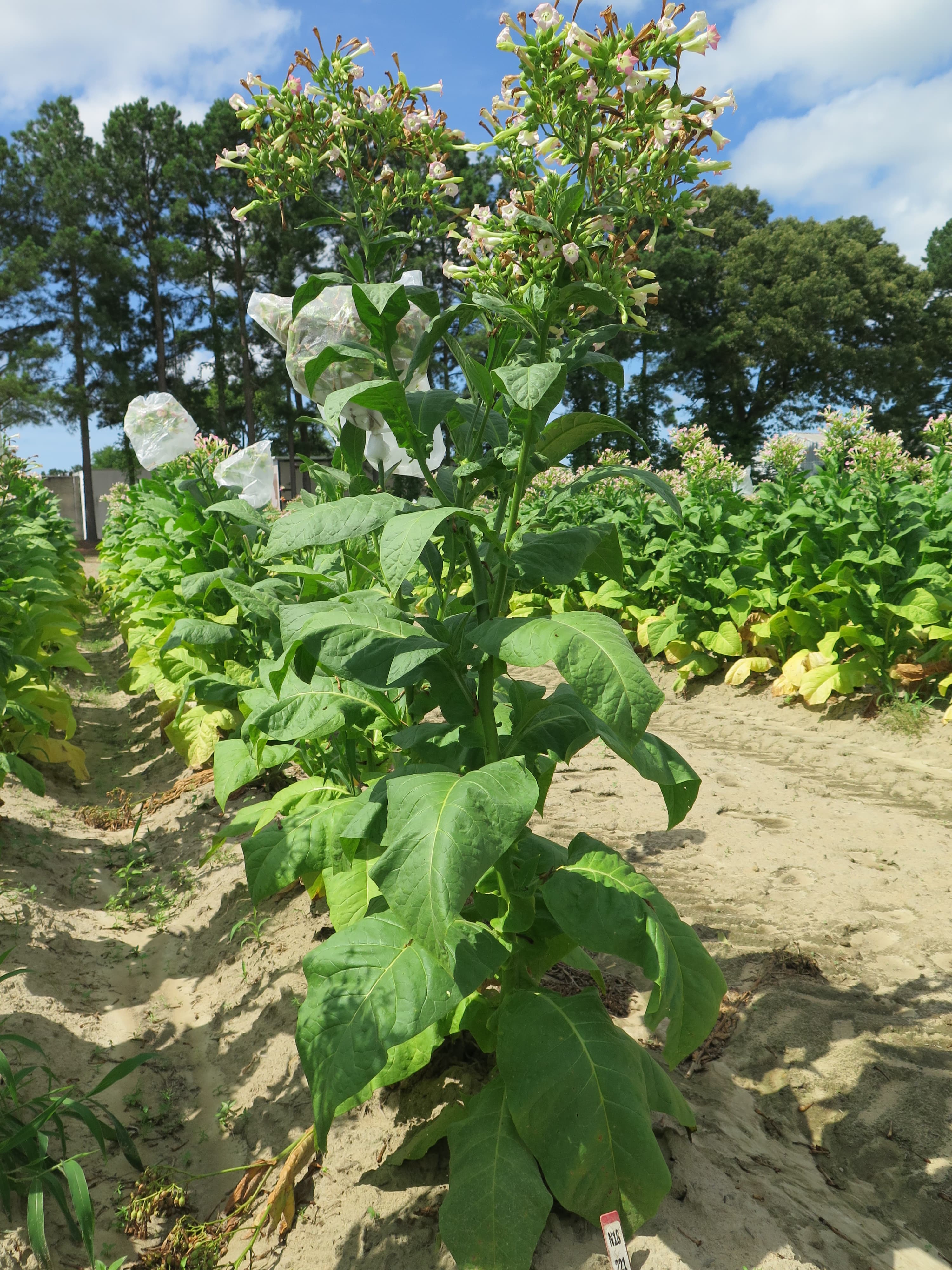 Tobacco Yayladag Seeds