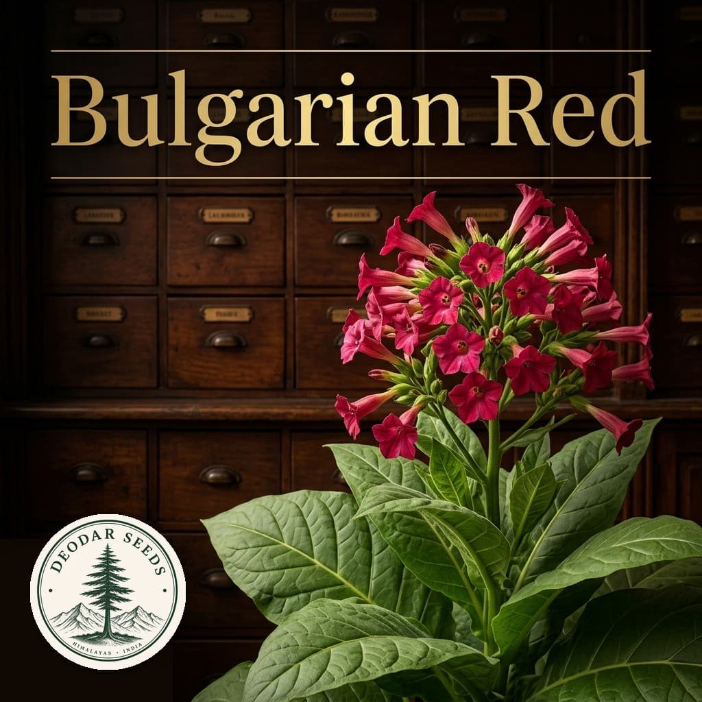Bulgarian Red Nicotiana Seeds — AI-generated kit illustration