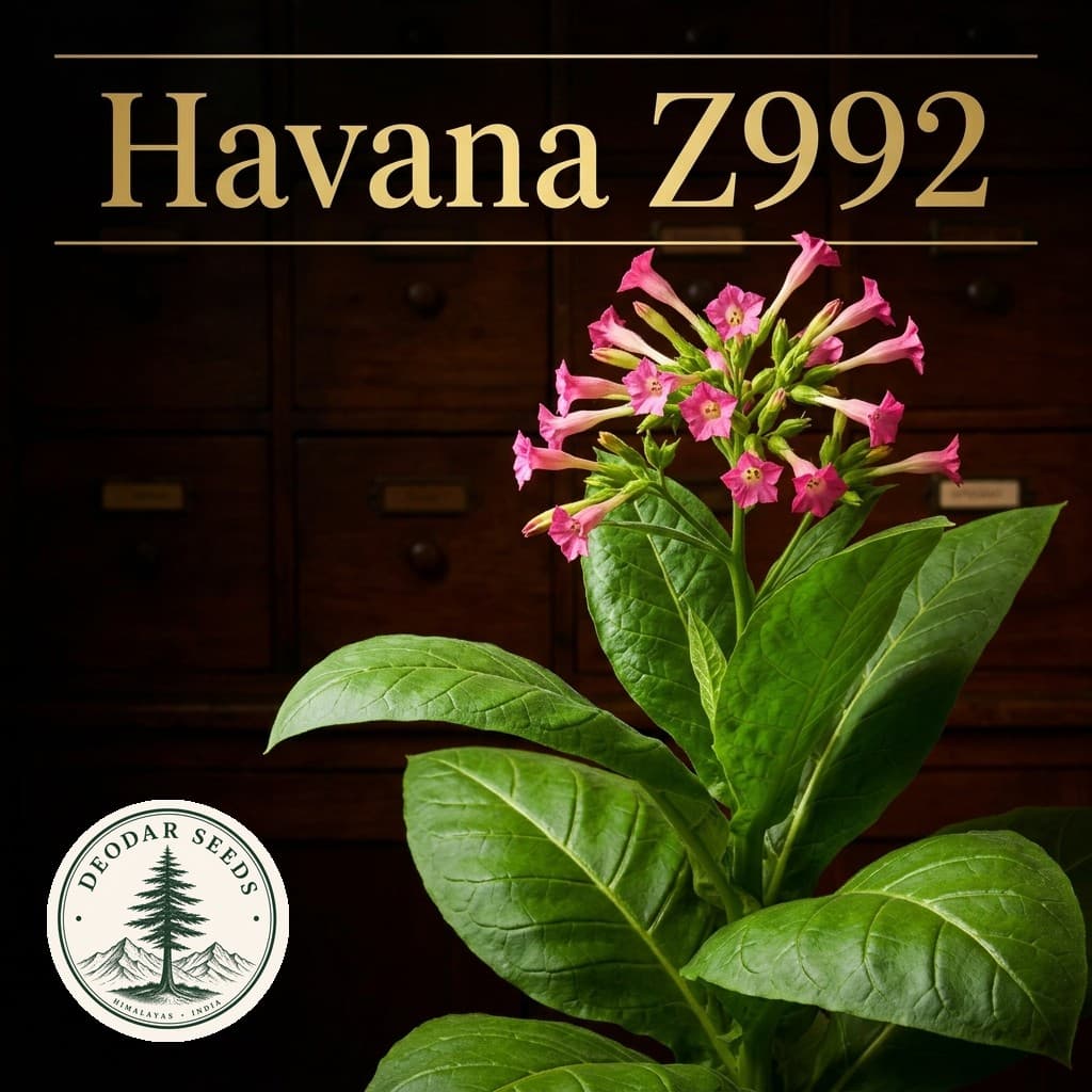 Havana Z992 Nicotiana Seeds — AI-generated kit illustration