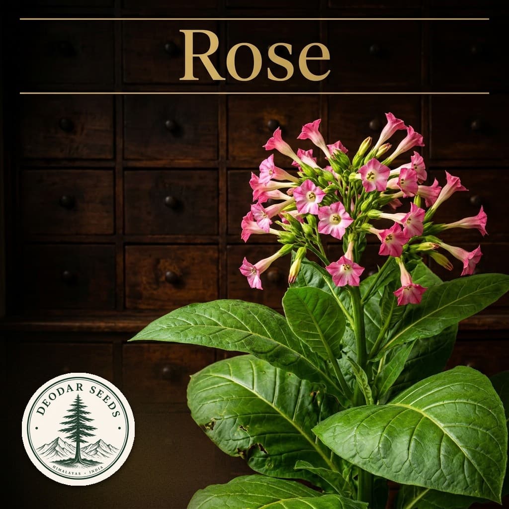 Rose Nicotiana Seeds — AI-generated kit illustration
