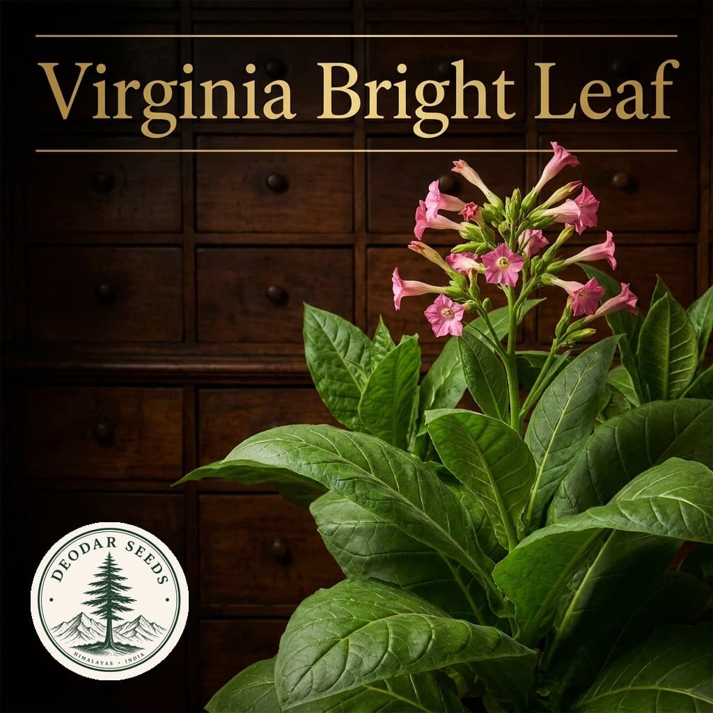 Virginia Bright Leaf Nicotiana Seeds — AI-generated kit illustration