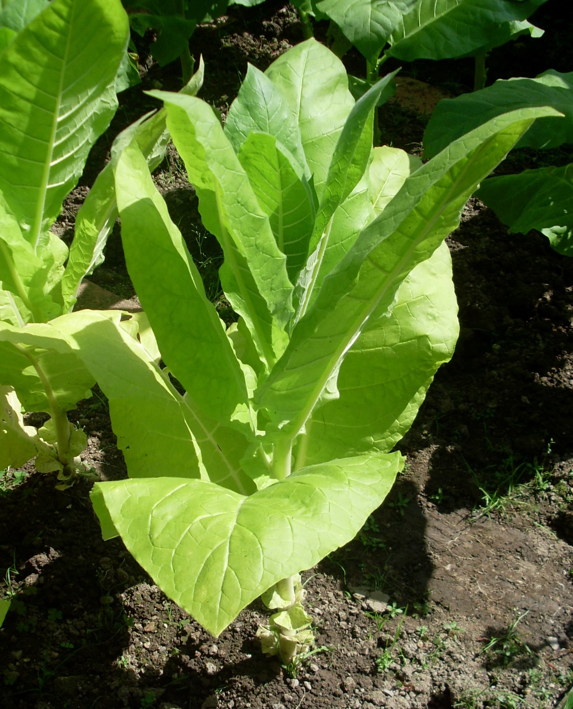 Jupiter Nicotiana Seeds