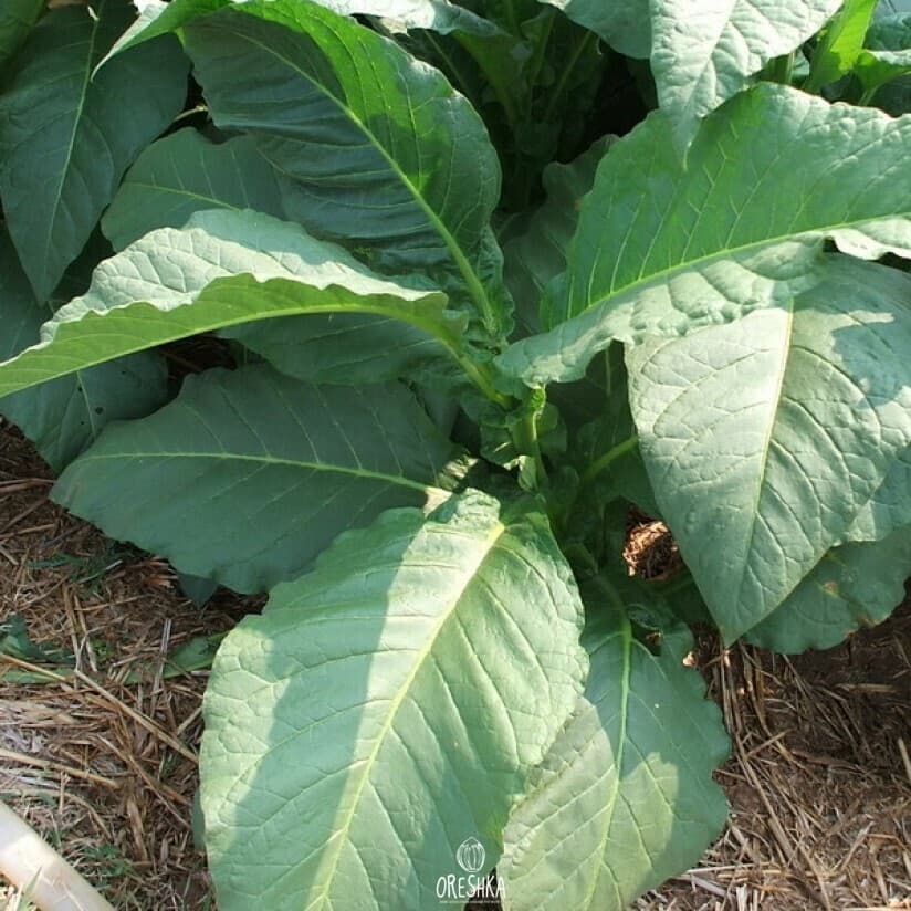 Shamosi Dark Nicotiana Seeds