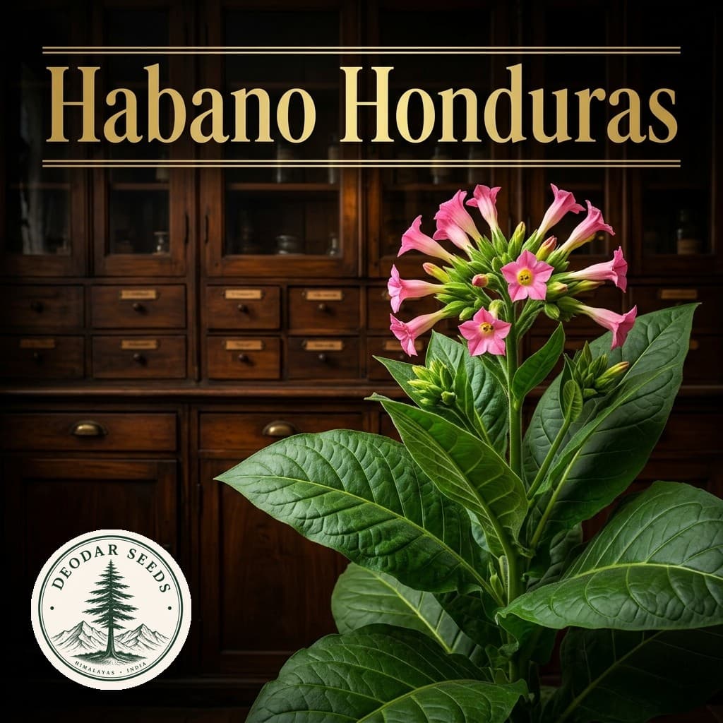 Habano Honduras Nicotiana Seeds — AI-generated kit illustration