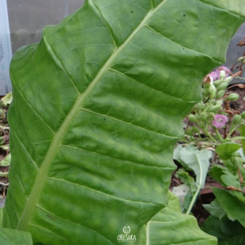 Krupnolistniy 32 Nicotiana Seeds