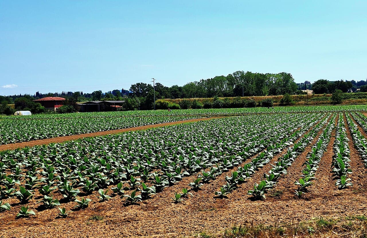 Tobacco Burley Shag Type Seeds