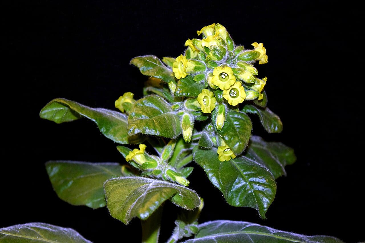 Shag Belosemyanka Kostova Seeds