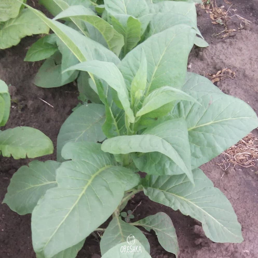 Gold dollar Nicotiana Seeds