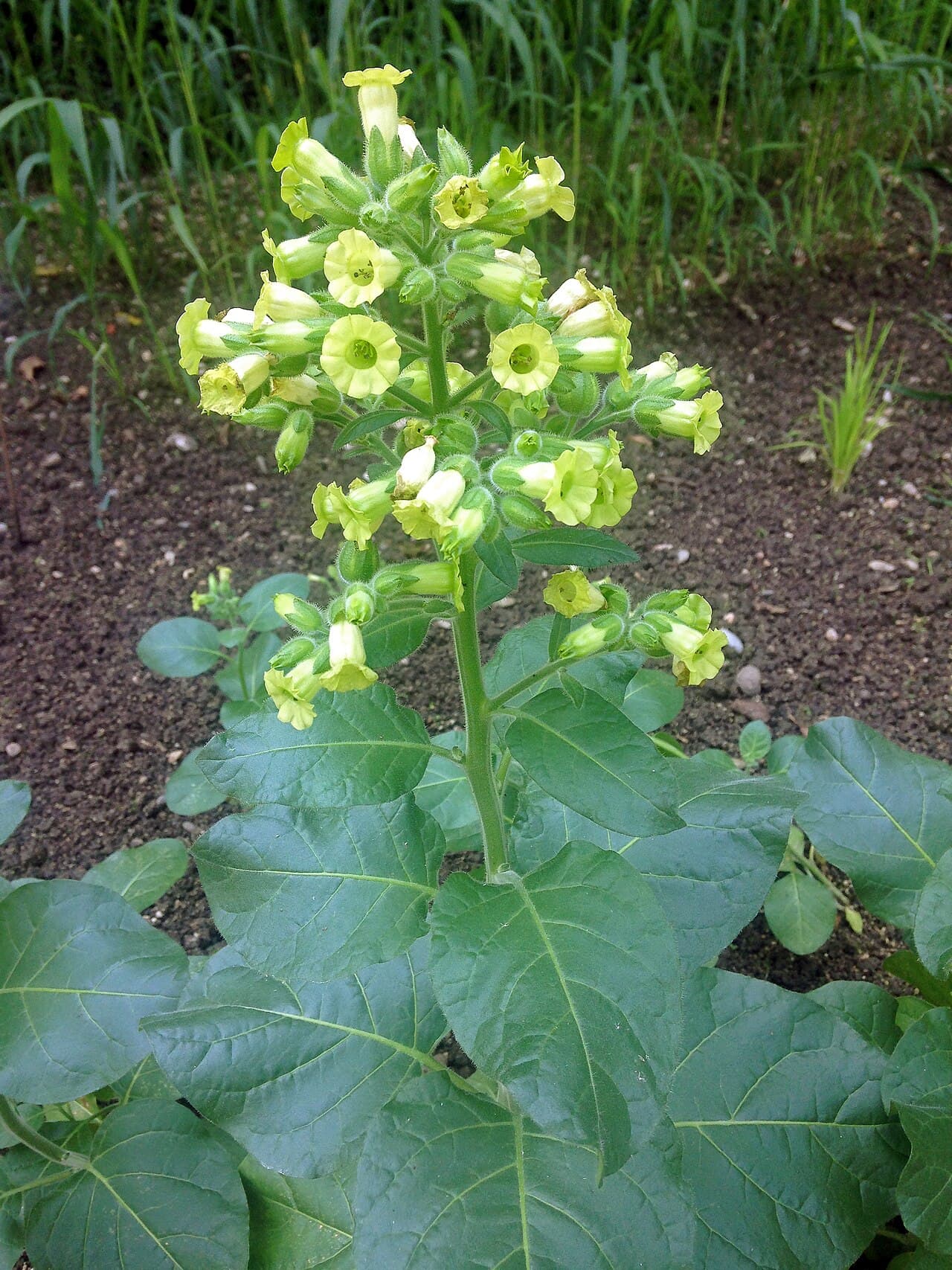 Shag Eniseiskaya Seeds