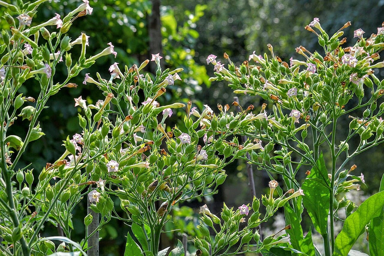Tobacco Trapezond Red Flowered Seeds