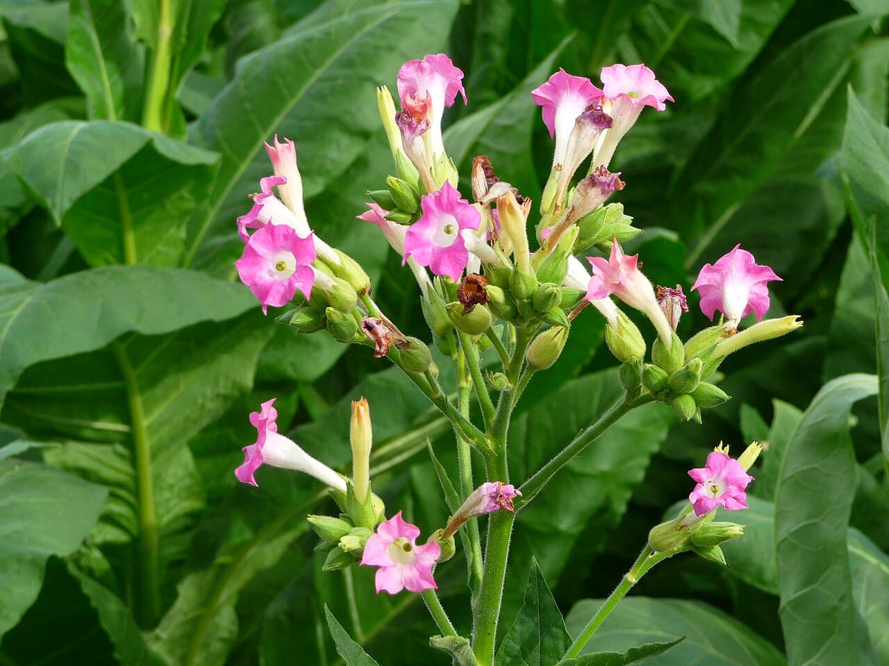 Tobacco Havana 32/142 Seeds
