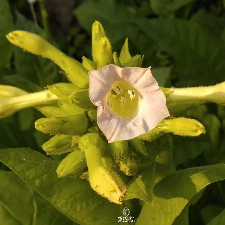 Tobacco Spectr (Spectrum) Seeds