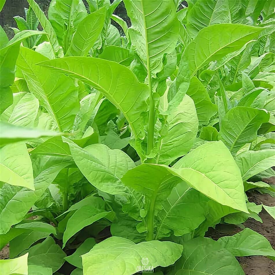 Tobacco Big Gem Seeds