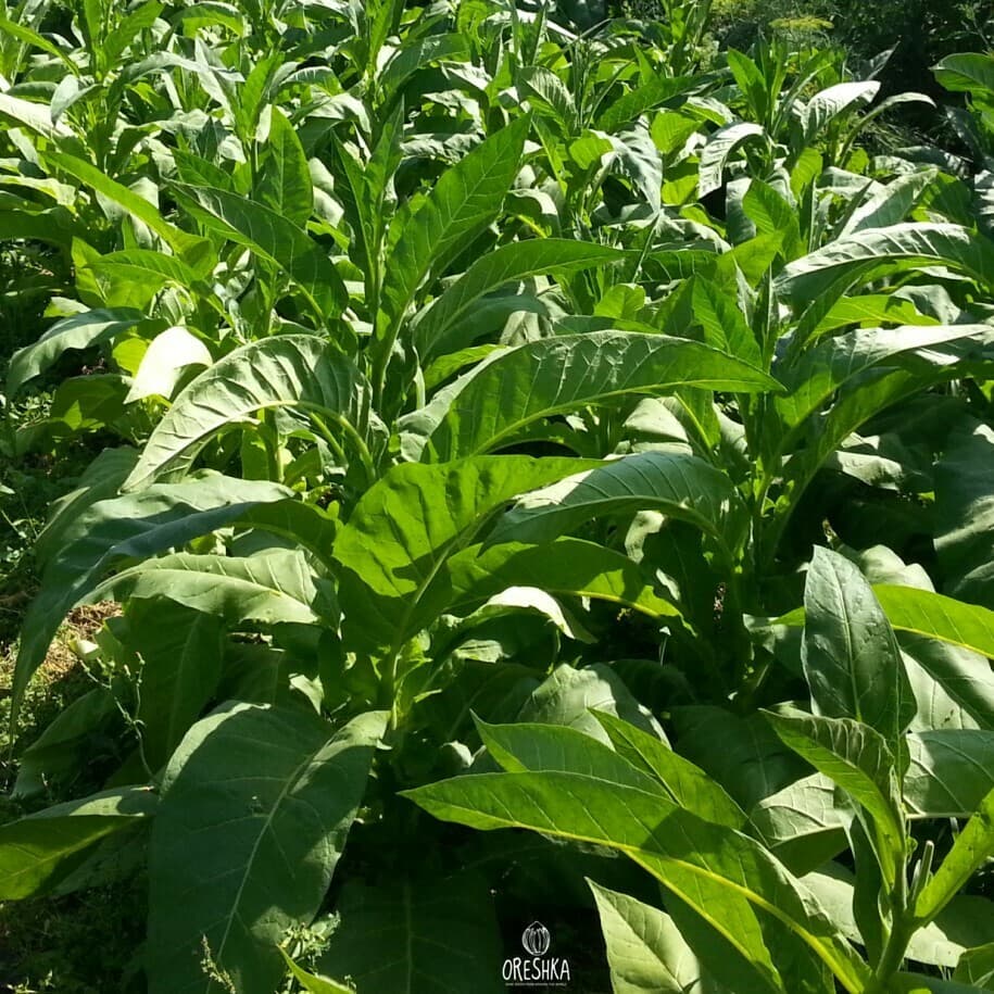Tobacco Ohio dutch Seeds