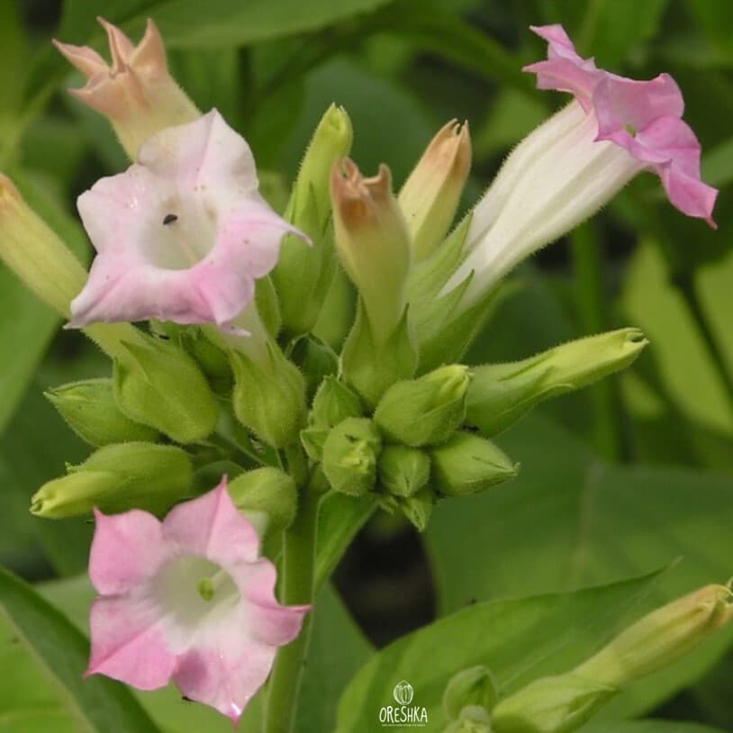 Tobacco Smyrna Seeds