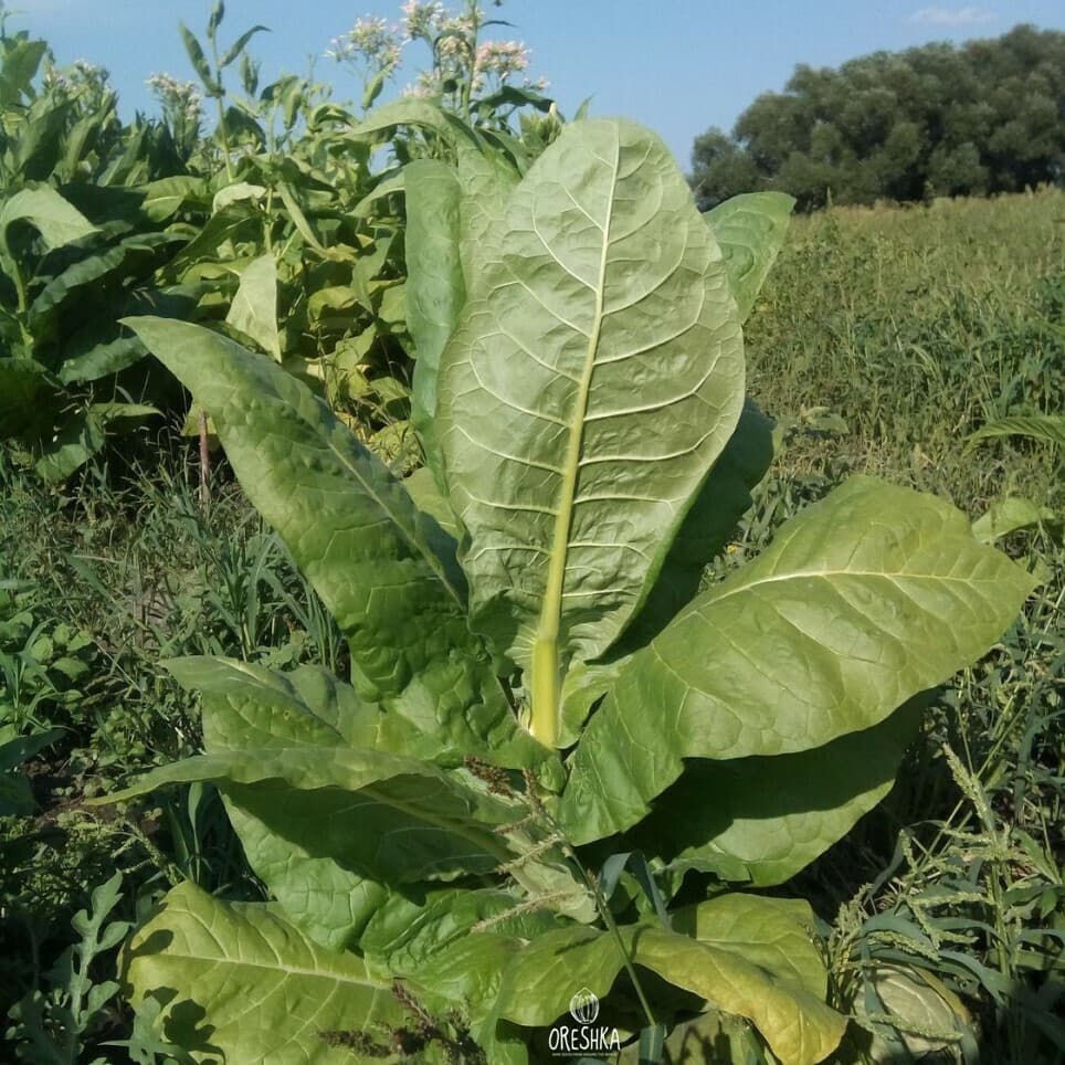 Monte Calme Nicotiana Seeds