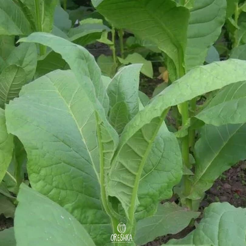Golden Harvest Nicotiana Seeds
