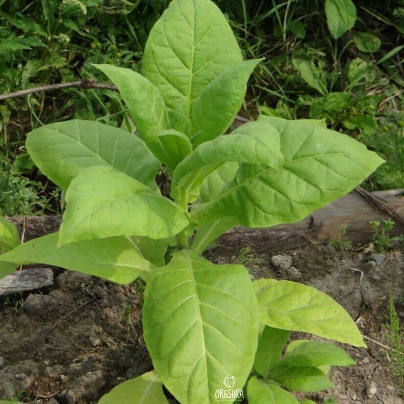 American 14 Nicotiana Seeds