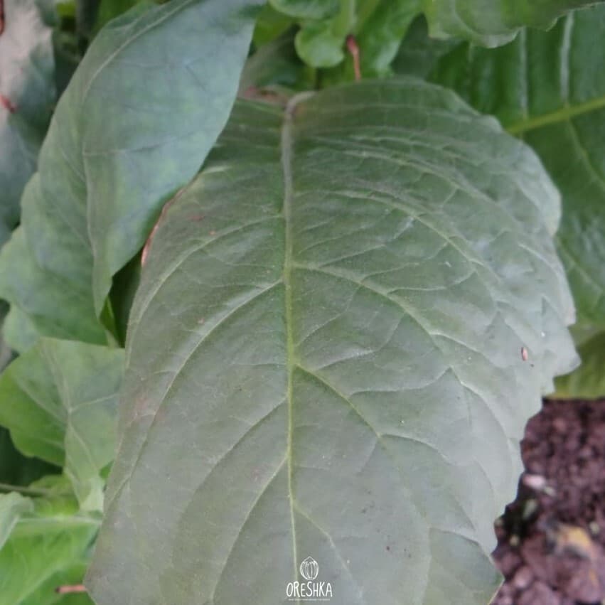 Kumanovo Nicotiana Seeds