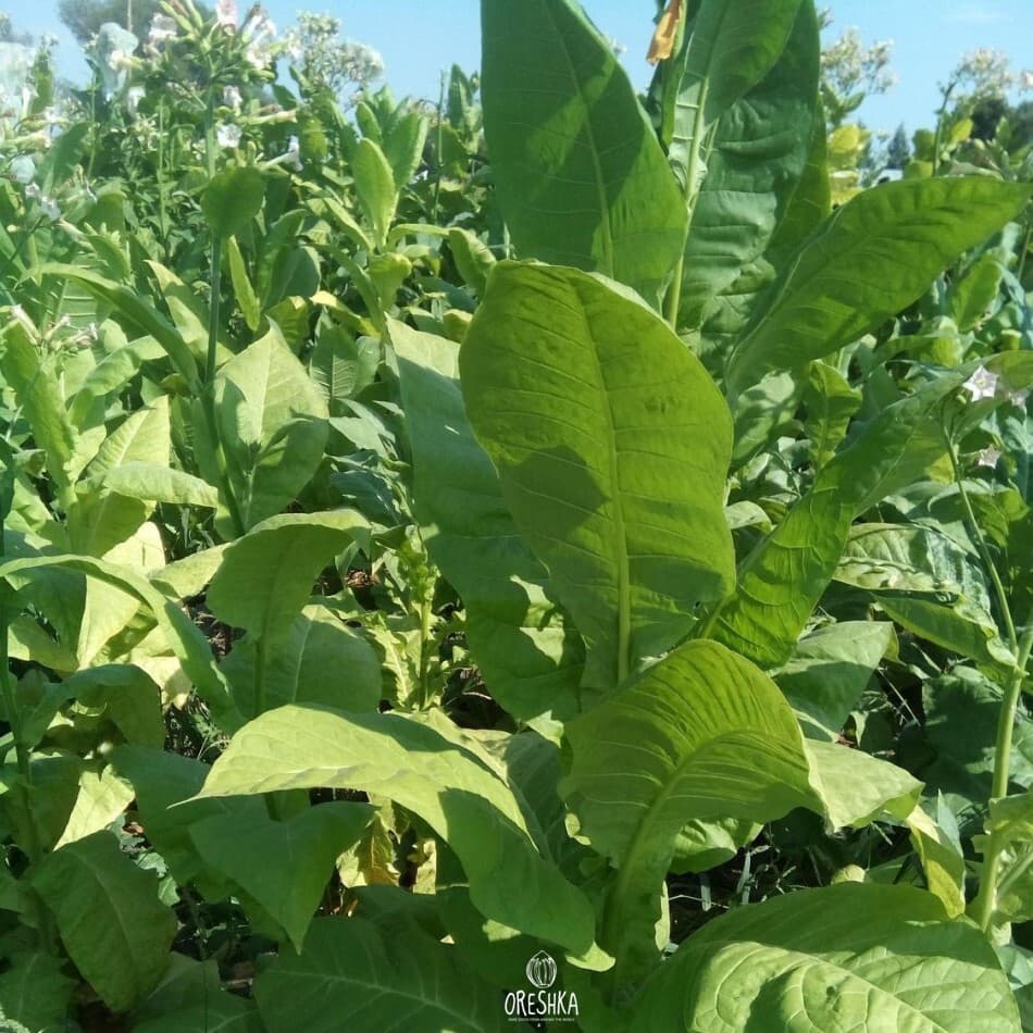 Tobacco Virginia Gold Spain Seeds