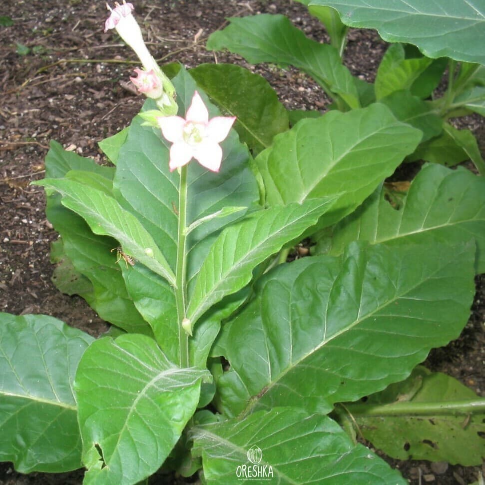 Tobacco Madole dark Seeds