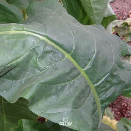 Jaffna Germany Nicotiana Seeds