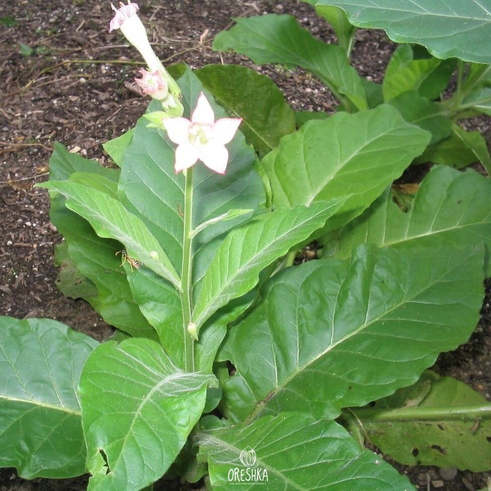 Lizard tail Orinoco x Turtle Foot Nicotiana Seeds