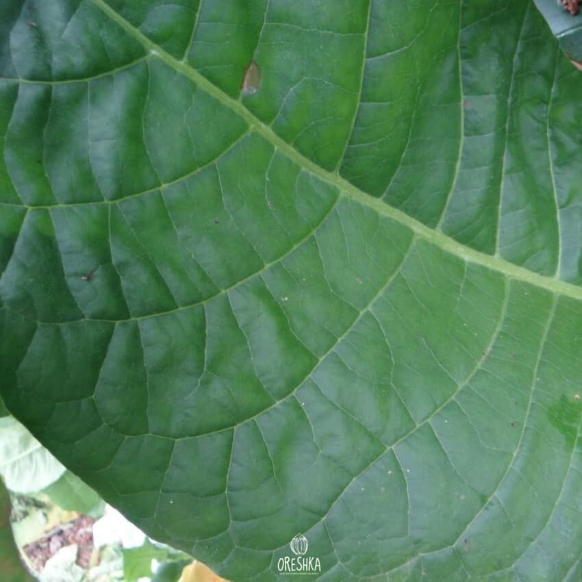 Virginia Hugo leafe Nicotiana Seeds
