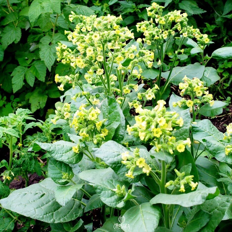 Peruvian Mapacho Nicotiana Seeds