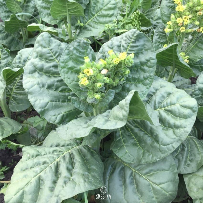 Armenian Nicotiana Seeds