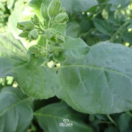 India Nicotiana Seeds