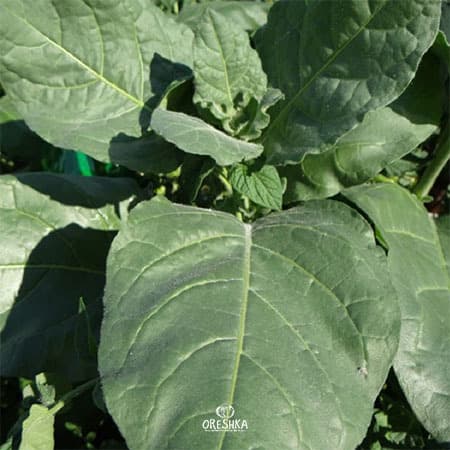 Shag Punche Mexicano Seeds